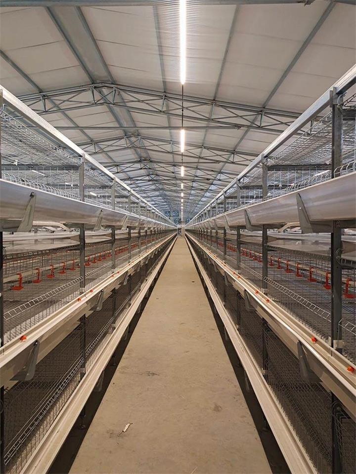 Manual Bird-Harvesting Broiler Chicken Cage | Algorithm Trading PLC ...