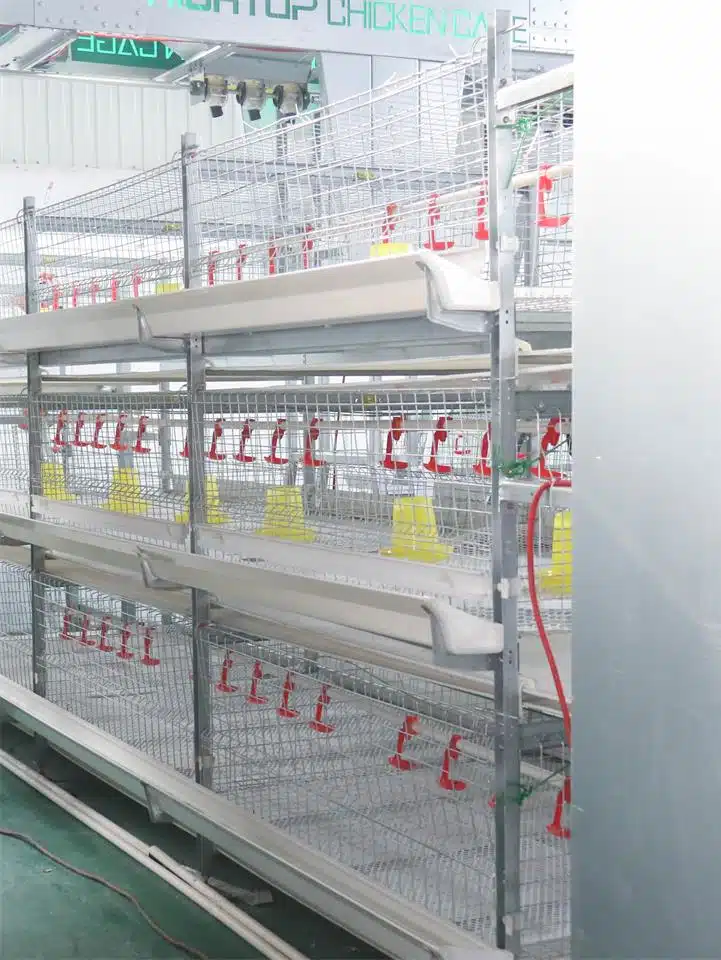 Manual Bird-Harvesting Broiler Chicken Cage | Algorithm Trading PLC ...