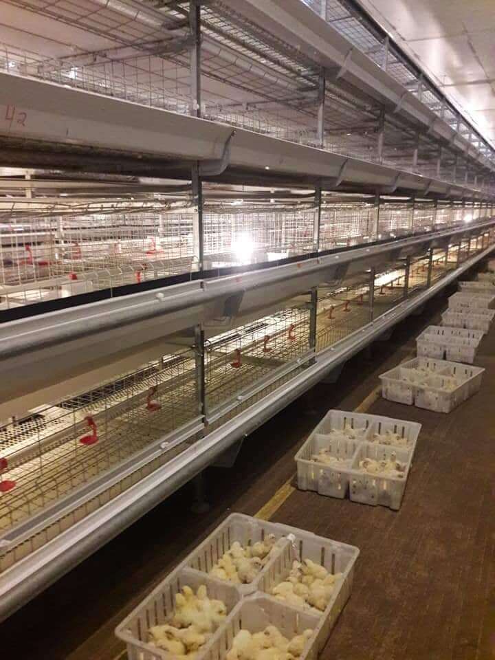Manual Bird-Harvesting Broiler Chicken Cage | Algorithm Trading PLC ...